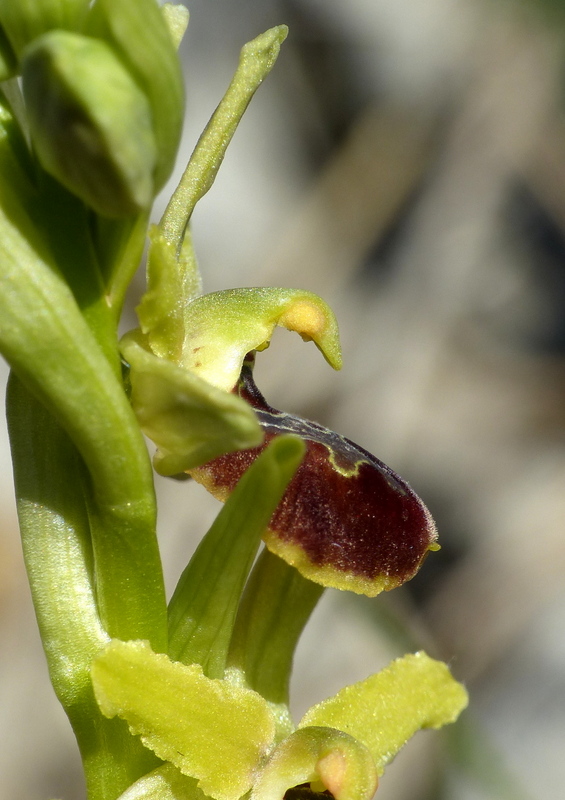 Marsica 2022, Monte Girifalco e Monte Arunzo  Le orchidee e la storia.